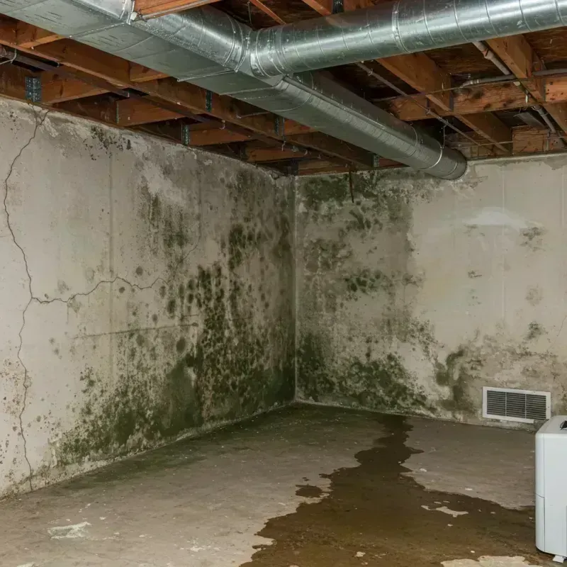 Professional Mold Removal in Aberdeen, WA